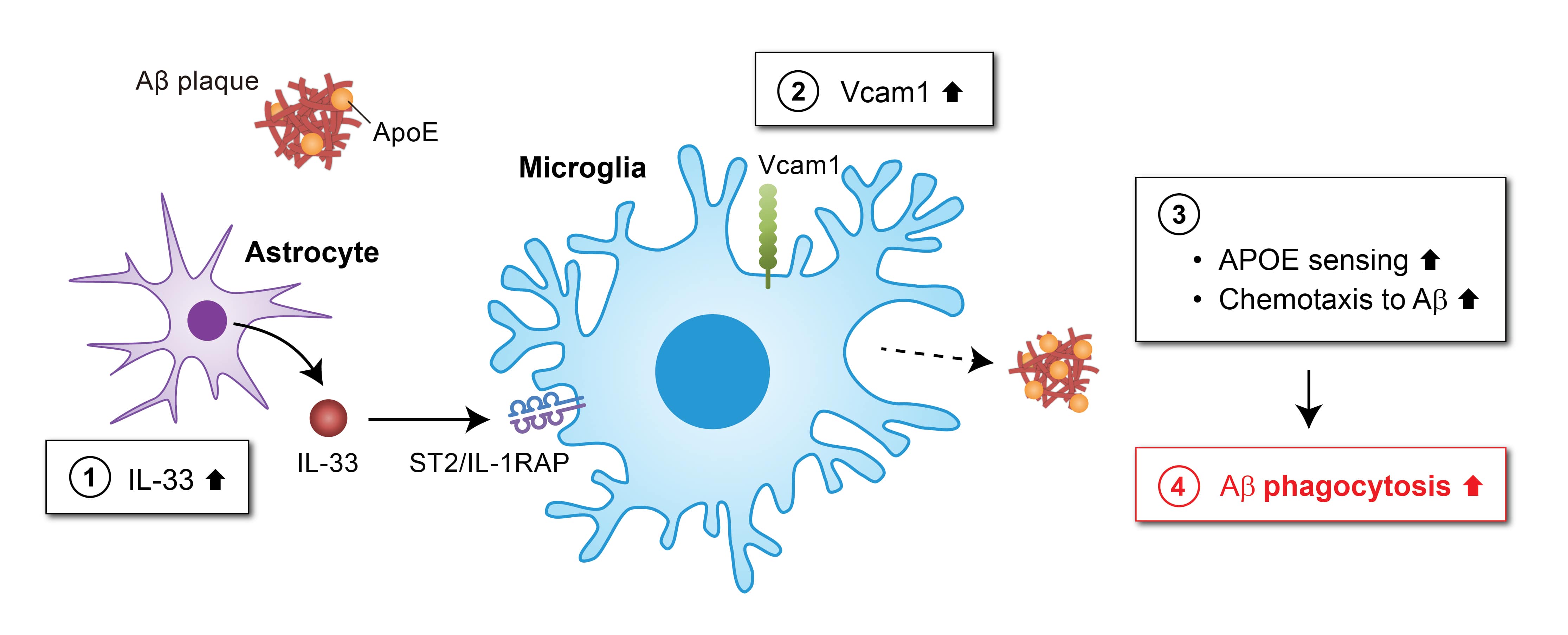 該圖闡明了VCAM1-APOE信號通路可作為阿爾茲海默症的潛在治療靶點。白介素33（IL-33）增加小膠質細胞中VCAM1的表達 (2)，誘導小膠質細胞向與APOE相結合的澱粉樣蛋白（Aβ）沉積遷移 (3)，從而促進小膠質細胞對大腦中Aβ斑塊的清除 (4)。