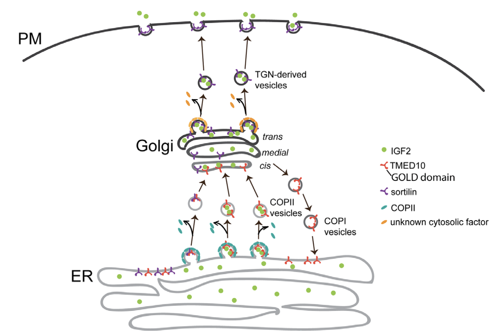 IGF2分泌通路如何調控肌肉幹細胞分化的分子機制。
