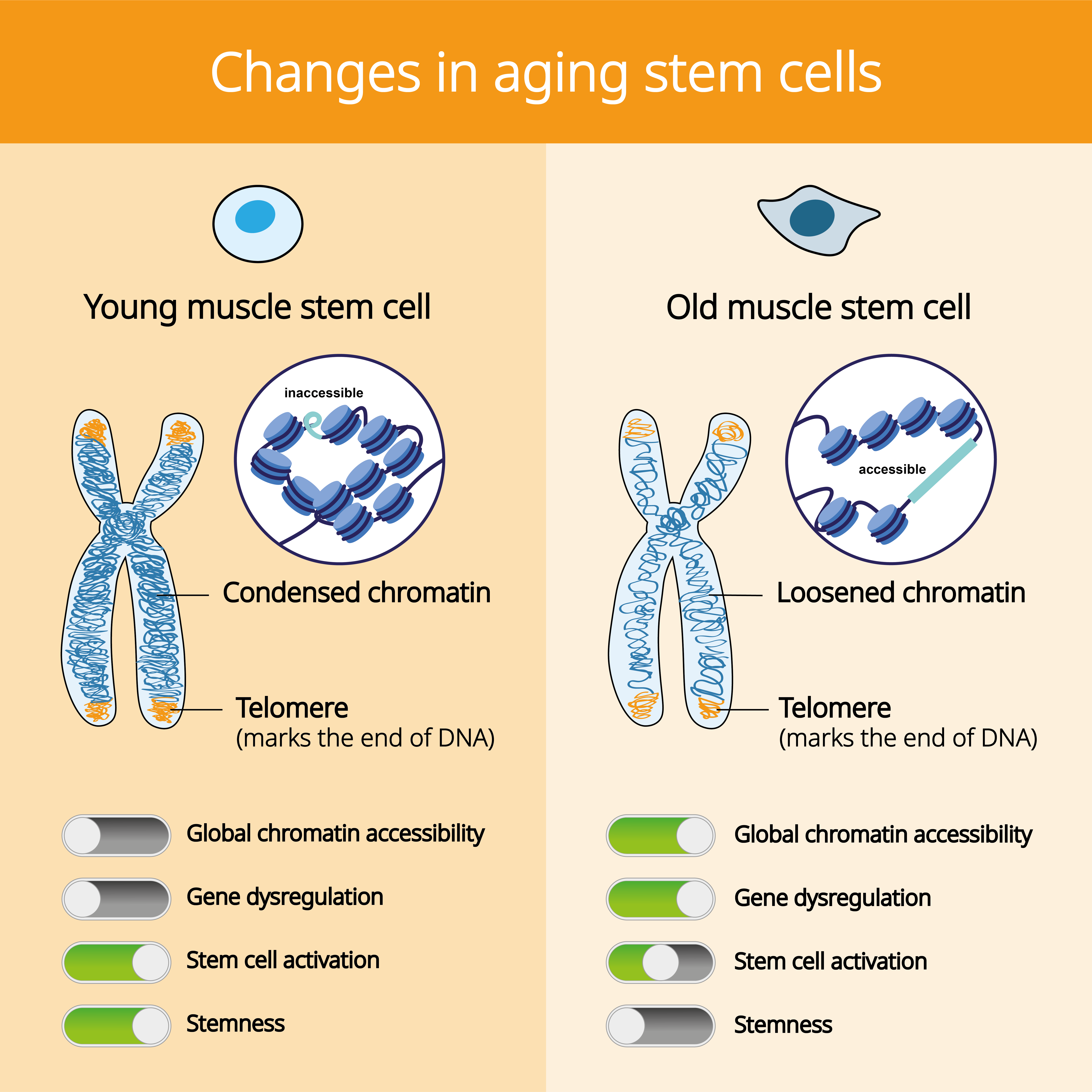 幹細胞變化