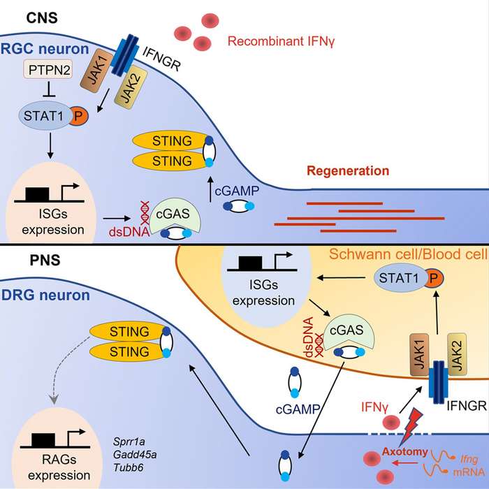 In CNS, such as retinal ganglion cells, IFNγ activates STAT1 in Ptpn2 cKO RGCs. STAT1 then upregulates neuronal cGAS expression. cGAS produces cGAMP and activate STING in neurons. In PNS, such as dorsal root ganglion, axotomy induces IFNγ expression in axons by local translation. And IFNγ activates STAT1-cGAS signaling and cGAMP production in surrounding Schwann cells and blood cells, to promote peripheral axon regeneration.