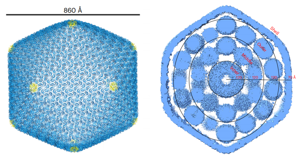 With the support of the HKUST Biological Cryo-EM Center, the team utilized the single-particle cryo-electron microscopy to determine the structure of the intact shell and characterize the  overall architecture of the four-layered assembly pattern of Prochlorococcus α-carboxysome.