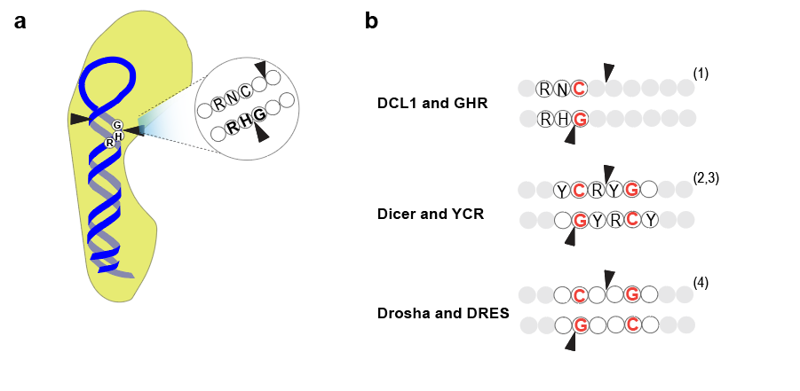 Sequence motifs and cleavage site specificity of DCL1 and other RNase III enzymes. (a) The GHR motifs define the DCL1 cleavage site. (b) Sequence motifs recognized by DCL1, Dicer, and Drosha, with cleavage sites marked by black arrowheads. Similar nucleotide preferences are highlighted in red. R: A or G; Y: C or U.