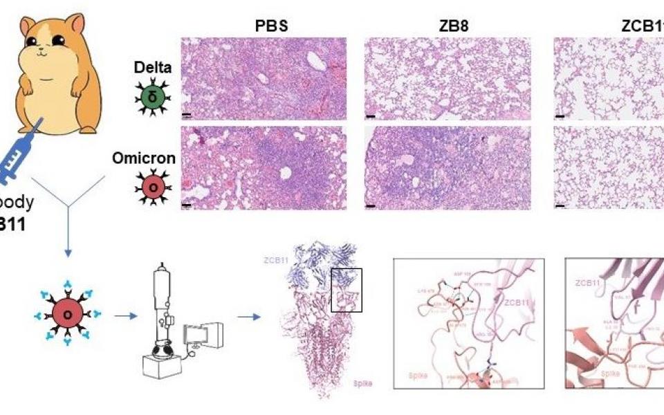 抗体ZCB11（右）可保护叙利亚仓鼠的肺部免受Omicron和Delta病毒变异株的感染与损伤。PBS（左）是无抗体对照，ZB8（中）是抗体对照，只能保护仓鼠免受Delta病毒变异株的感染与损伤，但不能免受Omicron病毒变异株的感染与损伤。冷冻电镜结构分析揭示了ZCB11和Omicron S蛋白的结合模式。