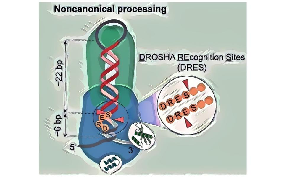 圖片展示了miRNA加工複合體非經典切割模型。miRNA加工複合體由DROSHA（藍色顯示）和DGCR8二聚體（綠色表示）組成。箭頭表示DROSHA對pri-miRNAs的雙重切割作用。非經典加工的底物特徵是一個短莖，約爲28個長度的碱基對和DRES（DROSHA識別位點）。這種非經典切割機制在各種動物物種中具有保守性。