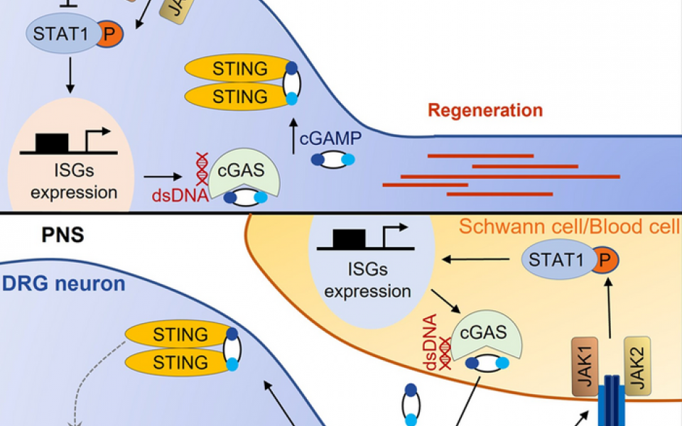 In CNS, such as retinal ganglion cells, IFNγ activates STAT1 in Ptpn2 cKO RGCs. STAT1 then upregulates neuronal cGAS expression. cGAS produces cGAMP and activate STING in neurons. In PNS, such as dorsal root ganglion, axotomy induces IFNγ expression in axons by local translation. And IFNγ activates STAT1-cGAS signaling and cGAMP production in surrounding Schwann cells and blood cells, to promote peripheral axon regeneration.