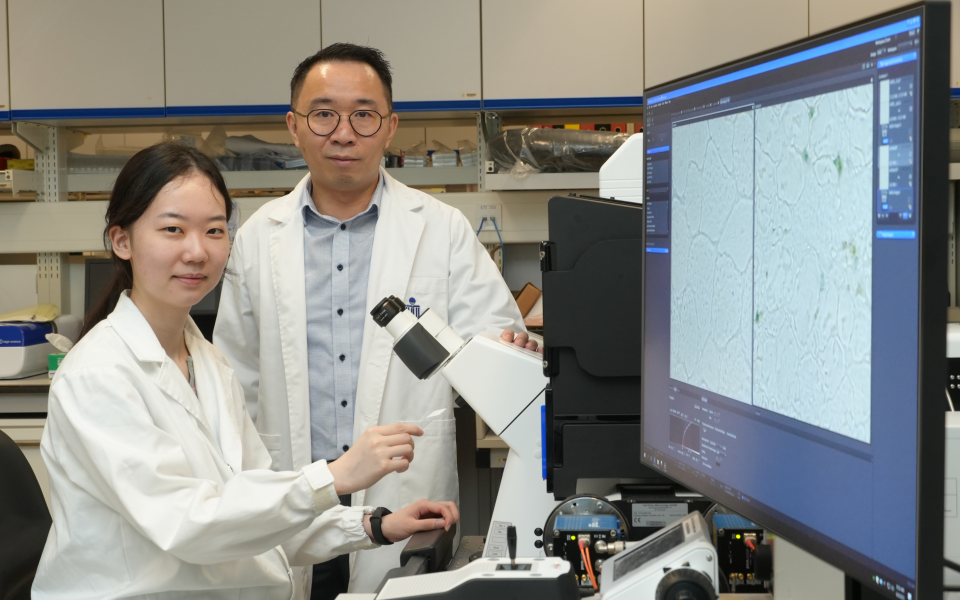Prof. Tom CHEUNG, the S H Ho Associate Professor of Life Science in the Division of Life Science at HKUST (right), and his research group member Zhang Wenxin (Mphil student) (left).