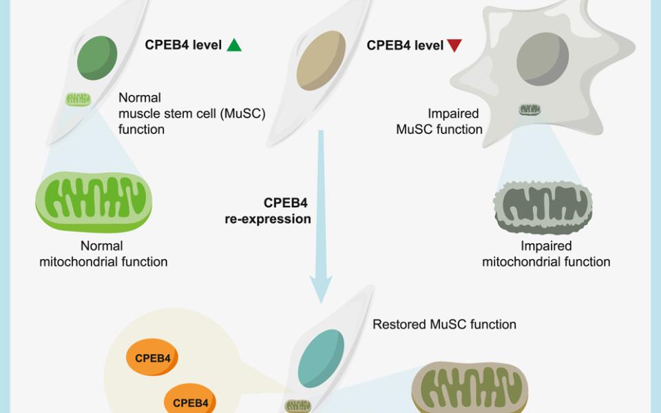 Graphical abstract: Restoration of CPEB4 prevents muscle stem cell senescence