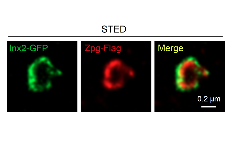 (Left) Gap junction protein expressed in stem cell niche; (Middle) Gap junction protein expressed in stem cell; (Right) The channel formed by gap junction proteins in niche and stem cell 