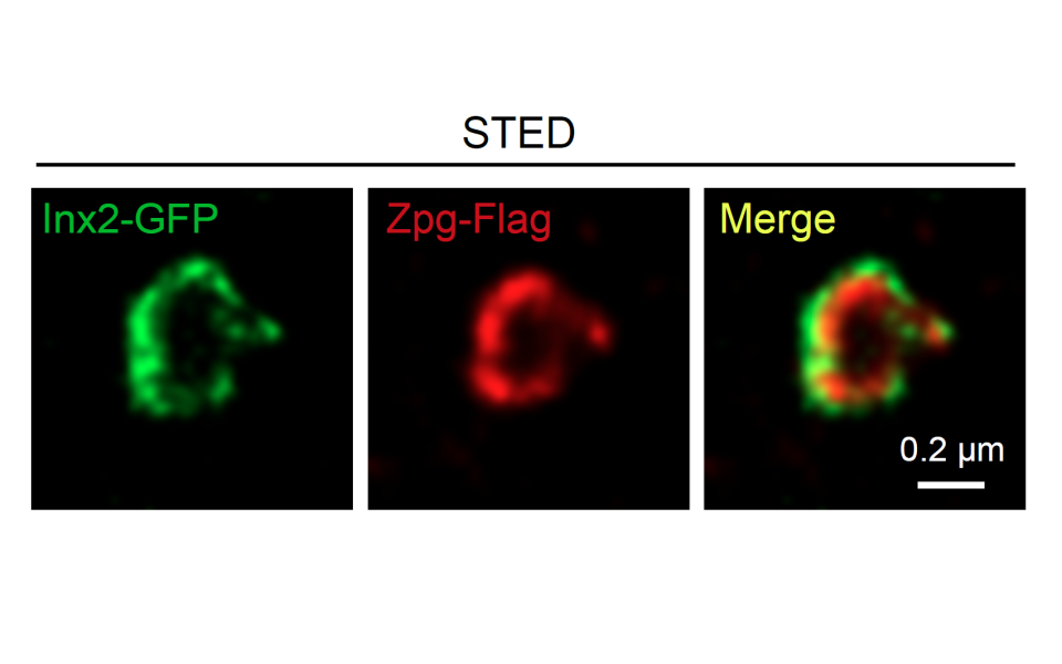 (Left) Gap junction protein expressed in stem cell niche; (Middle) Gap junction protein expressed in stem cell; (Right) The channel formed by gap junction proteins in niche and stem cell