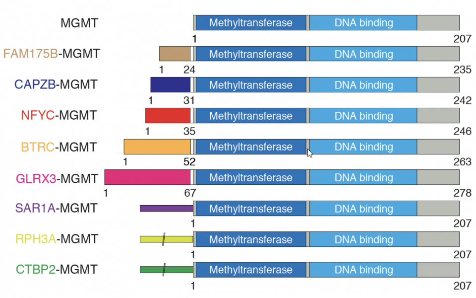 在与MGMT融合的蛋白架构图中，两个主要的功能领域（深蓝色和浅蓝色部分）不但得到保留，每一种与MGMT融合的基因亦会提升其表达能力。