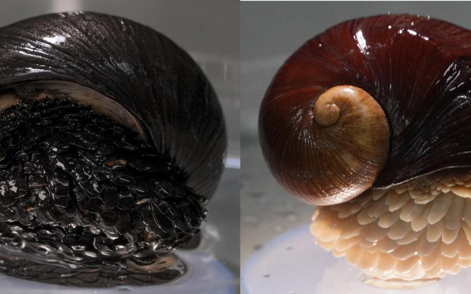 左图为吸收了海底热泉铁质的鳞足螺，右图为没有吸收海底热泉铁质的鳞足螺