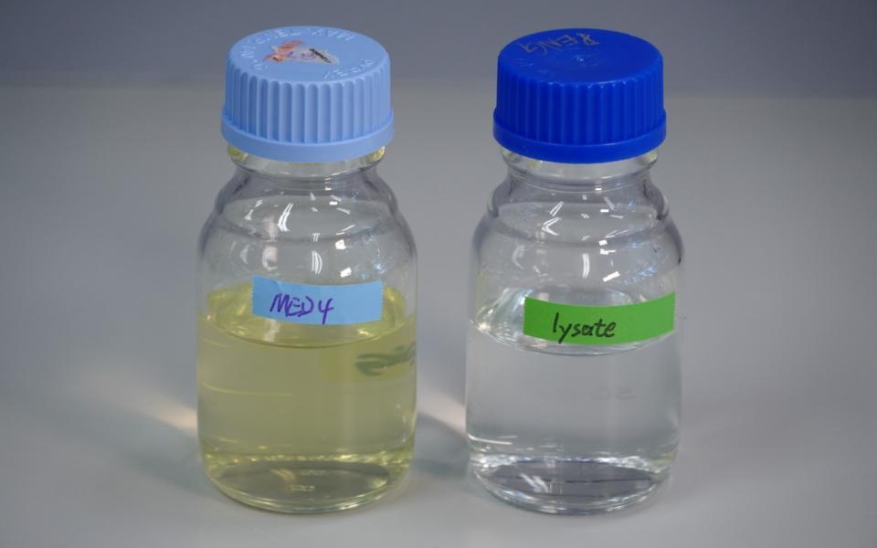 左瓶顯示有藍綠藻的海水，右瓶中的藍綠藻經已死亡。