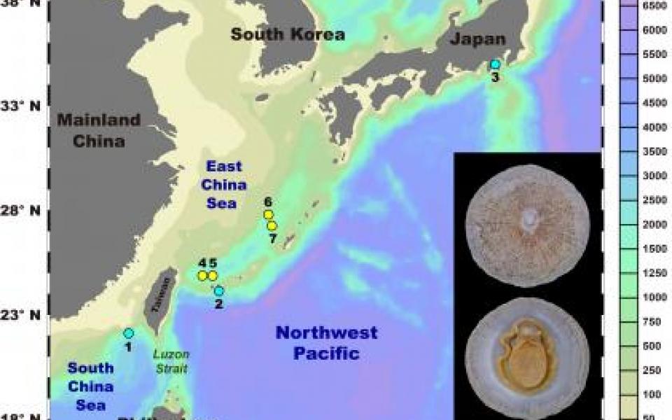 深海帽貝在西北太平洋冷泉區(藍點)與熱泉區(黃點)的採樣點。1-3：三個分別位於南海蛟龍海脊、黑島海丘，與相模灣的冷泉區；4-7：四個位於沖繩海槽的熱泉區。右下角插圖：展示深海帽貝的形態特徵(比例尺 = 1 釐米)