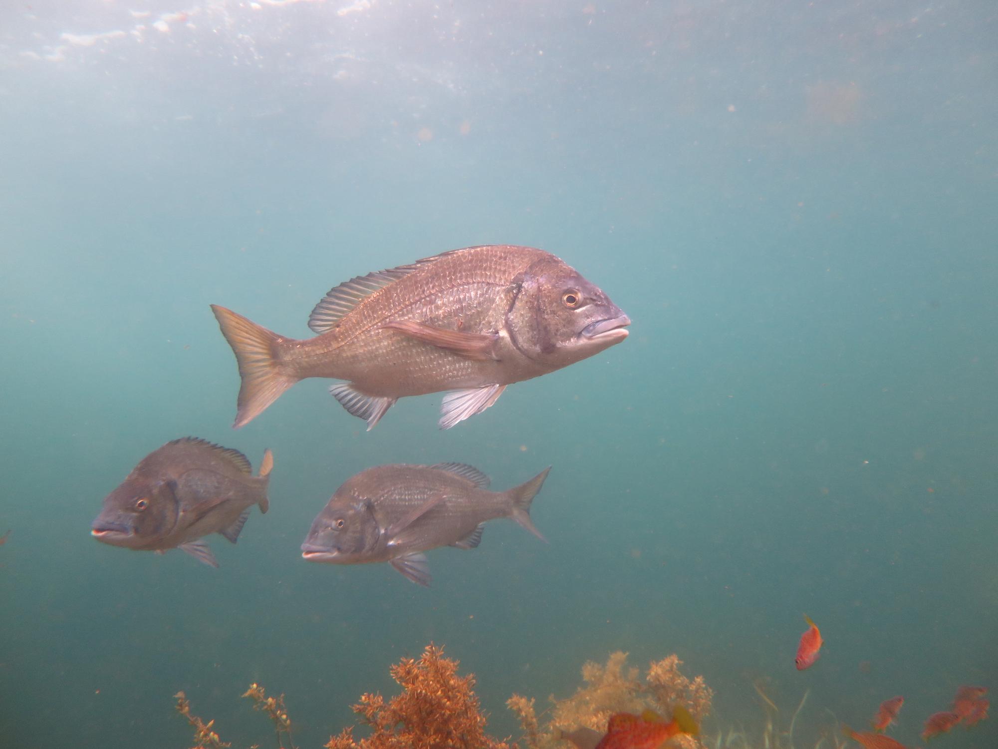 Japanese black seabream, one of the fish species in the study