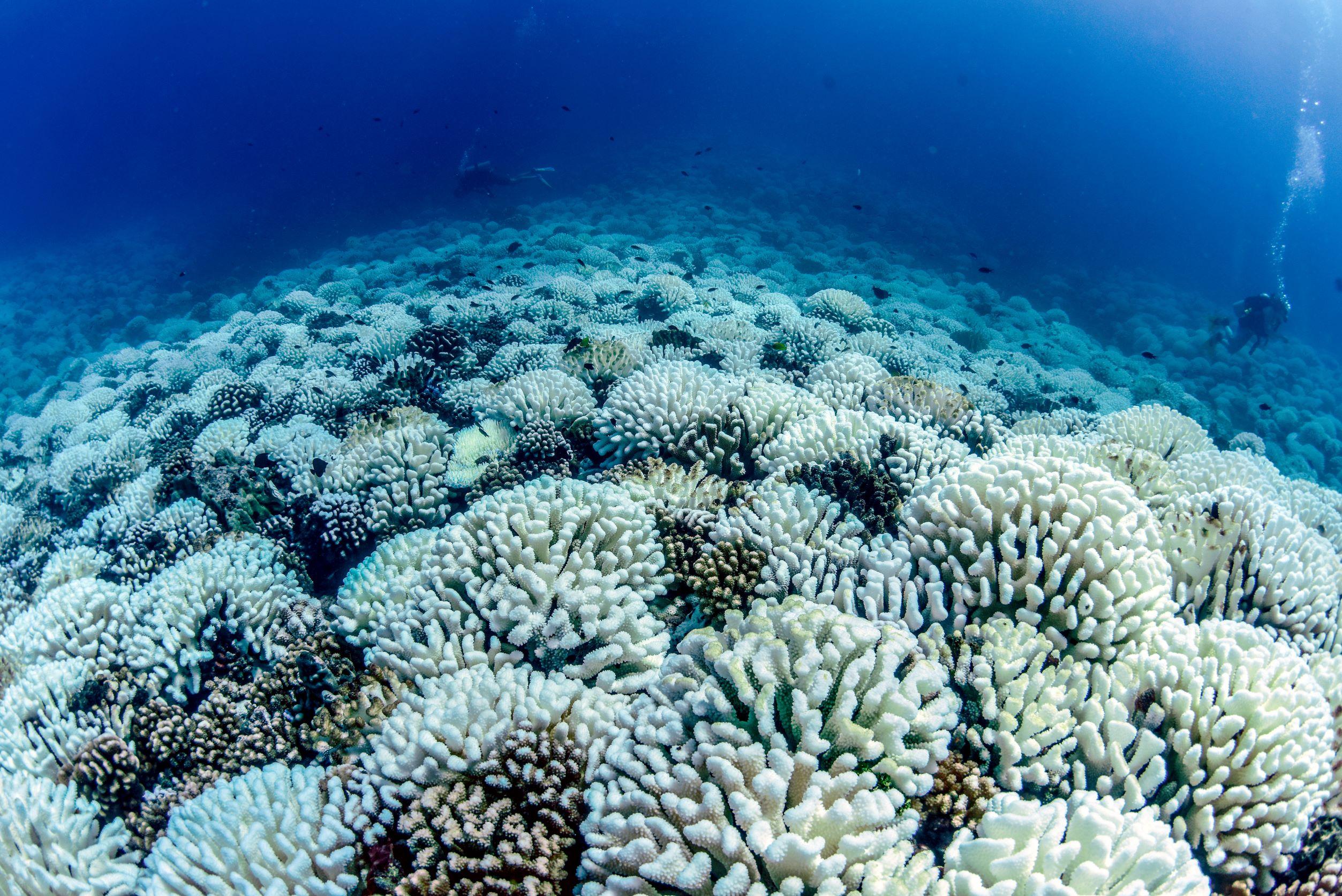 Extensive coral bleaching occurred across depths on the north shore of Moorea during the 2019 marine heatwave.  Photo credit: Peter J. Edmunds.