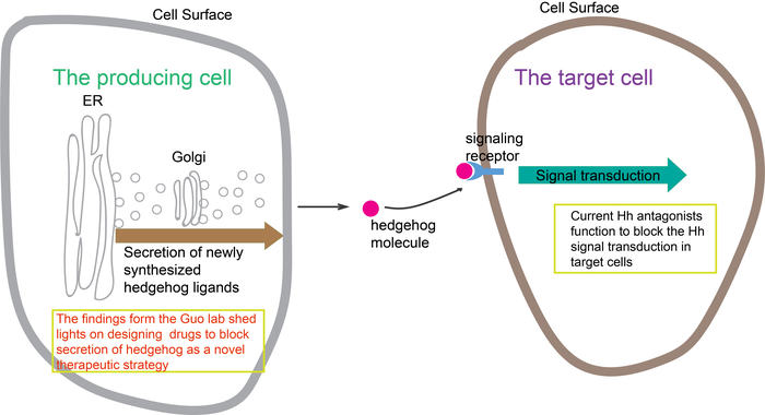 A diagram demonstrating how hedgehog molecules are secreted from the producing cells and received by the target cells to induce the signal transduction pathway in target cells.