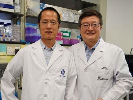 A joint research team from The Hong Kong University of Science and Technology (HKUST), and the LKS Faculty of Medicine, The University of Hong Kong (HKUMed) have demonstrated that ZCB11, a broadly neutralising antibody derived from a local mRNA-vaccinee against the spreading Omicron variants of SARS-CoV-2, displays potent antiviral activities against all variants of concern (VOCs), including the dominantly spreading Omicron BA.1, BA1.1 and BA.2. The research team members include (from left): Professor Dang 