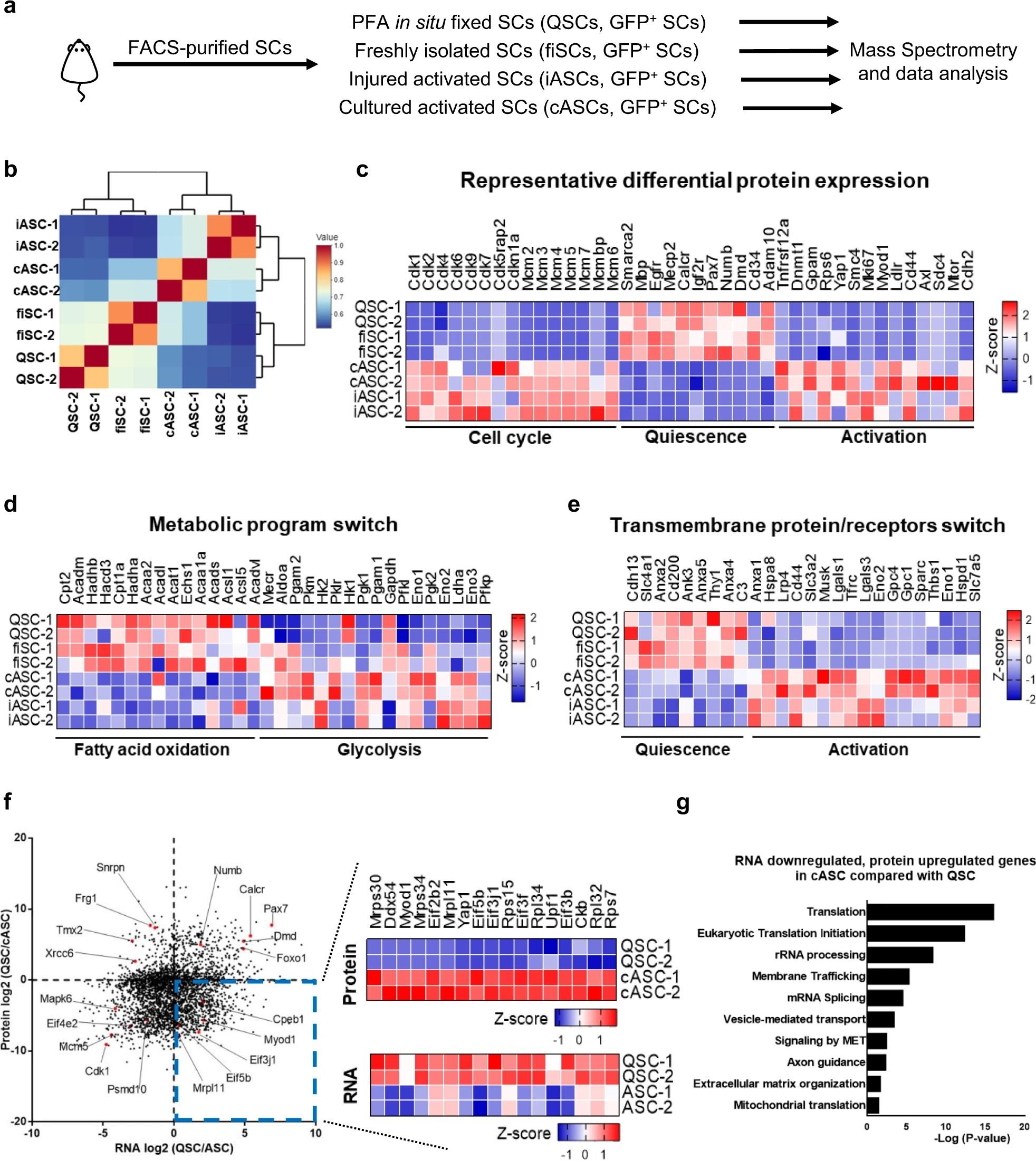 Fig. 1: Discordant proteomic and transcriptomic signatures reveal a potential translational control mechanism during the SC quiescence-to-activation transition.