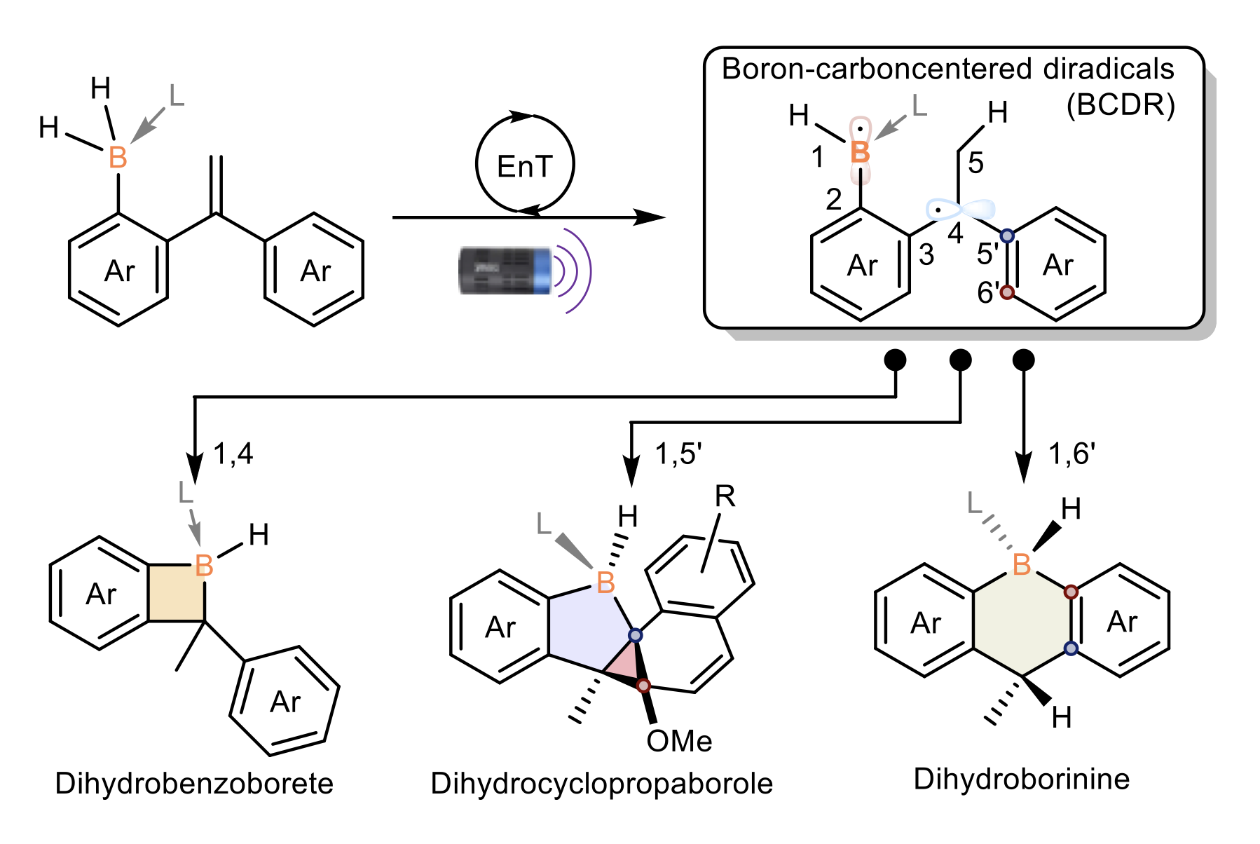 A schematic to show the synthesis of strained, air-stable boracycles via boron–carbon-centred diradicals.