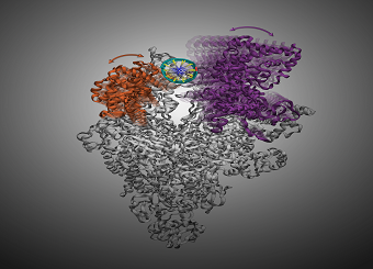 HKUST Scientists Discover How Antibiotics Target Bacterial RNAP to Inhibit Its Gene Transcription