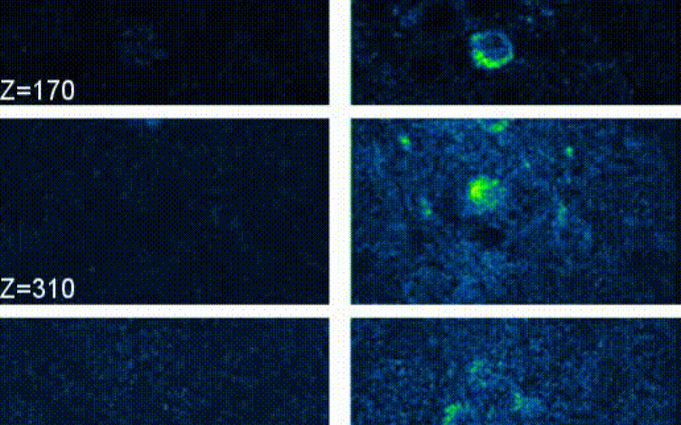 In vivo 3P calcium imaging of spontaneous neuronal activity at different depths below pia of the somatosensory cortex of a CCK-GCaMP6s mouse (4-month-old) through the intact skull (110-μm thickness) with system correction only (left) and full AO correction (right).