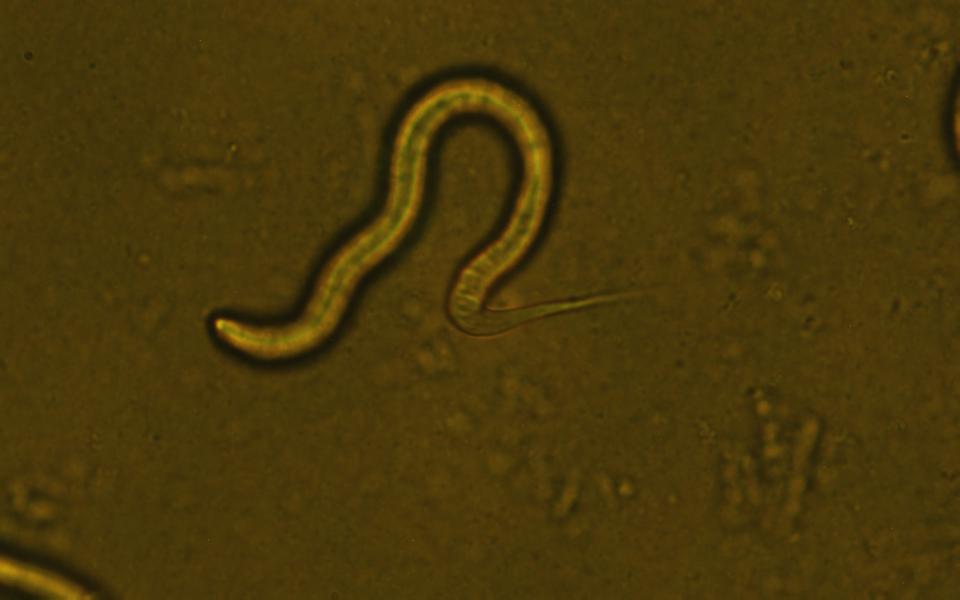 香港科技大學的研究團隊解構了秀麗隱桿線蟲 (C. elegans) pri-miRNA 的加工機制。