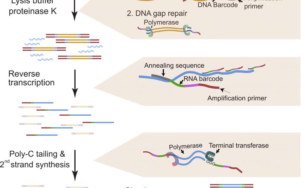 研究团队开发的「新型多功能单细胞多组学分析技术」把单细胞DNA和RNA转化成基因测序文库，以作分析
