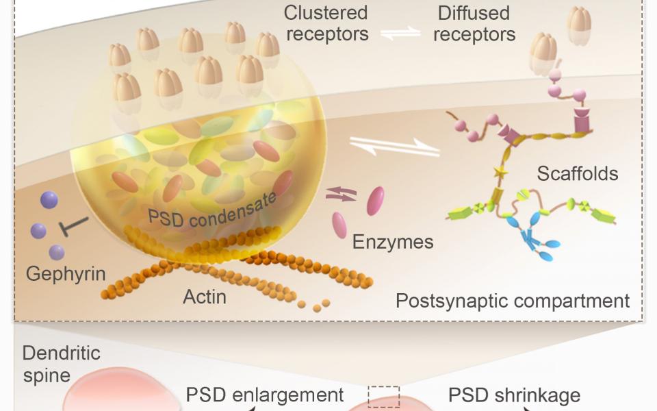 Reconstituted postsynaptic density acts as a molecular platform for understanding synapse formation and plasticity