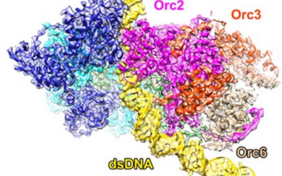  CryoEM image of ORC bound to origin DNA