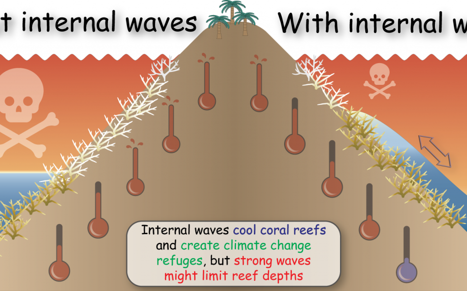 Internal waves cool coral reefs and create thermal refuges for them.