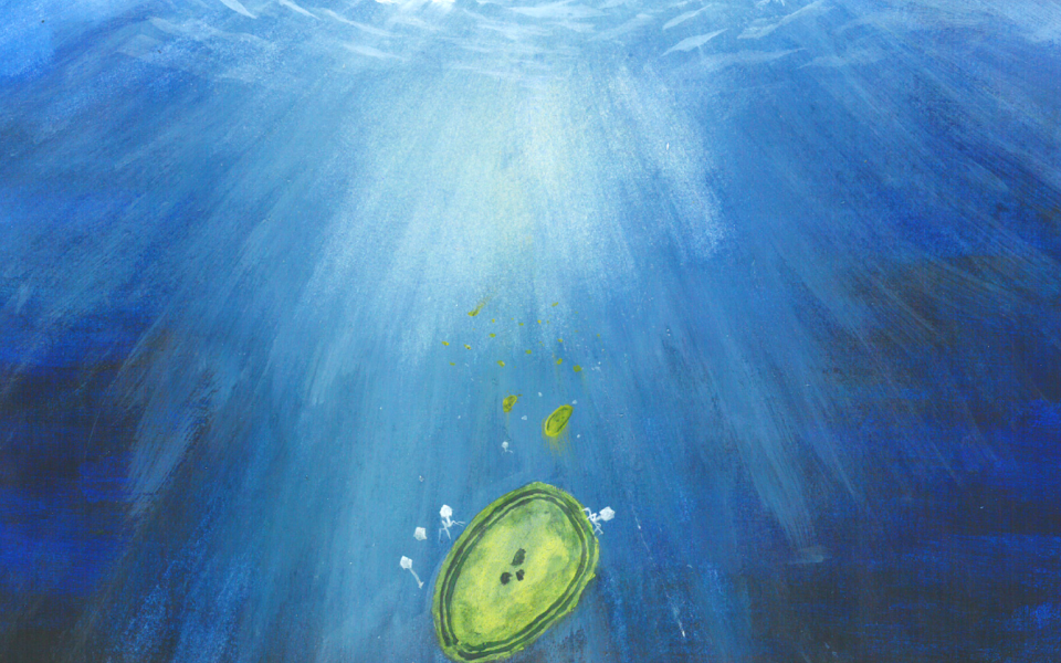Drawing of an infected cyanobacteria in the ocean.