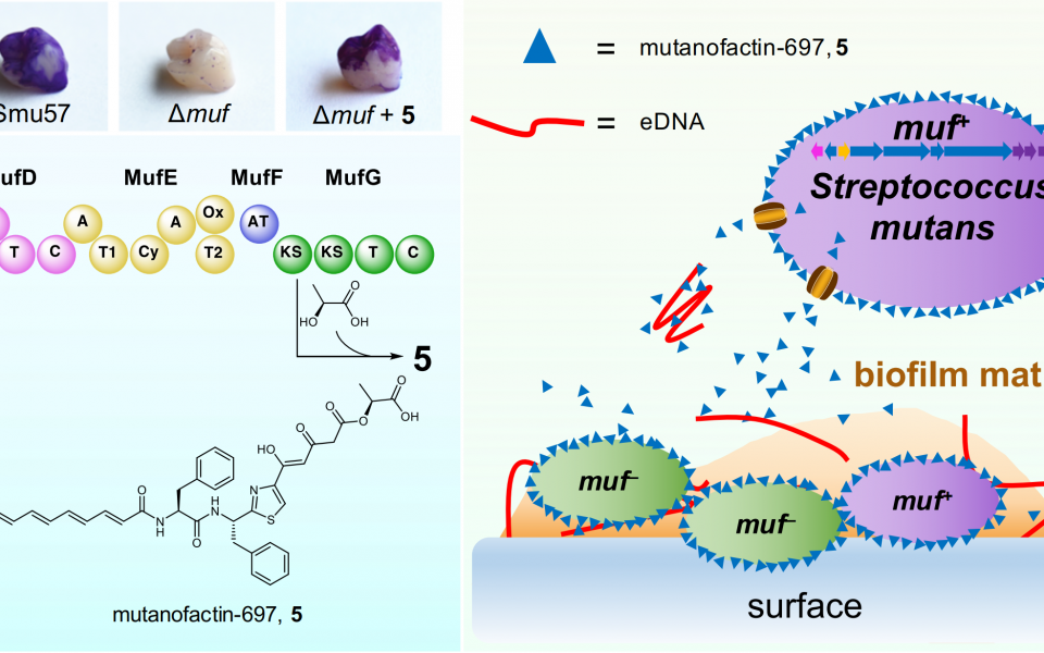 （左上圖）生物合成基因簇muf或mutanofactin-697（5）對人造丙烯酸牙表面生物膜形成的影響。（左下圖）mutanofactin-697（5）的擬議生物合成途徑。（右圖）mutanofactin-697（5）促進鏈球菌生物膜形成的擬議機制：5 在鏈球菌內經生物合成並被分泌出來後，與自身和鄰近的鏈球菌結合，在細菌細胞周圍形成表面層。疏水層增加細菌細胞表面的疏水性，促進細菌的初始粘附及隨後的生物膜形成和成熟。此外，5 還直接結合eDNA，並促進eDNA介導的細胞聚集和生物膜形成。