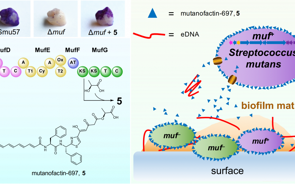 (Left up panel) Effect of biosynthetic gene cluster muf or mutanofactin-697 (5) on biofilm formation on the surface of artificial acryl teeth. (Left bottom panel) Proposed biosynthetic pathway for mutanofactin-697 (5). (Right panel) Proposed mechanism for mutanofactin-697 (5)-promoted biofilm formation of streptococci. After being biosynthesized and secreted from a producing streptococcus, 5 binds to self and neighboring streptococci, forming surface layers around bacterial cells. The hydrophobic layer inc