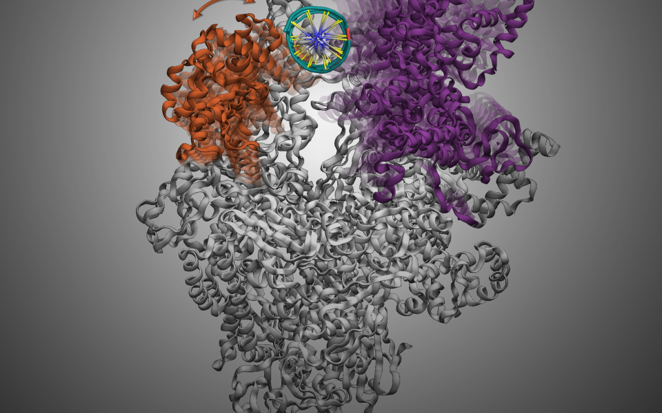 The movement of bacterial RNA Polymerase's Clamp and β-lobe (the purple and orange part in the picture, respectively) facilitates the DNA melting during initiation of transcription.