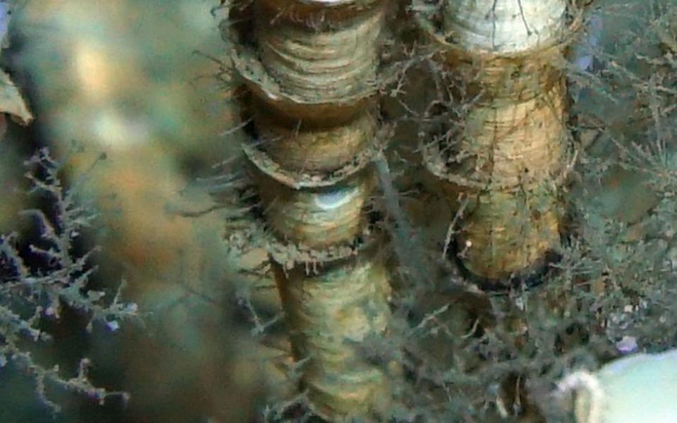 管虫独特的支撑结构「几丁质管」，让管虫能从海底获取无机物，供与其共生的细菌转化为有机营养物质。
