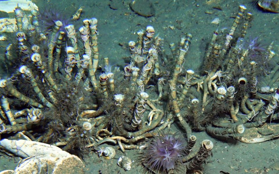 Tubeworms are present as large habitat-forming chitinized tube bushes in the deep-sea, where photosynthesis-derived organic matter are scarce.