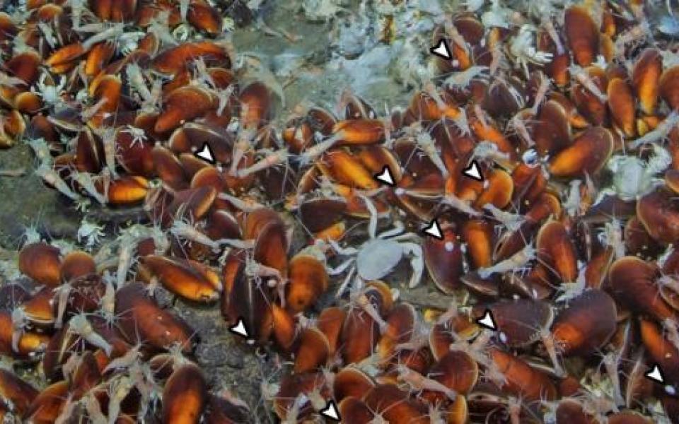 位於沖繩海槽熱泉區的深海帽貝群落。深海帽貝多附著於深海貽貝的貝殼上(白色箭頭所示)