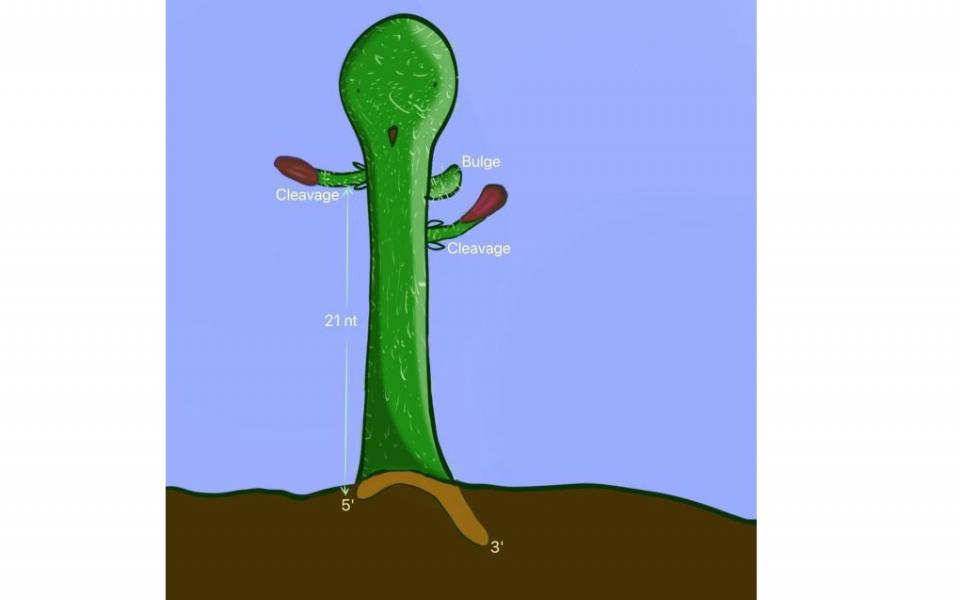 Pre-miRNA/shRNA is illustrated by a Cactus. The branch represents the single-nucleotide bulge. Two flowers indicate the double cleavages of DICER. The roots show 5' and 3'-end of RNAs.