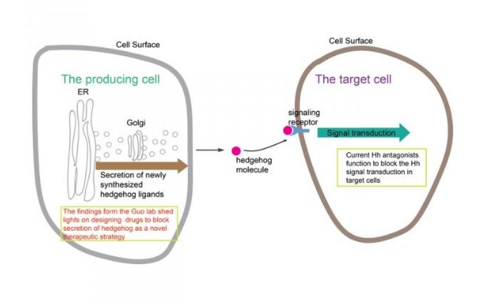 A diagram demonstrating how hedgehog molecules are secreted from the producing cells and received by the target cells to induce the signal transduction pathway in target cells.